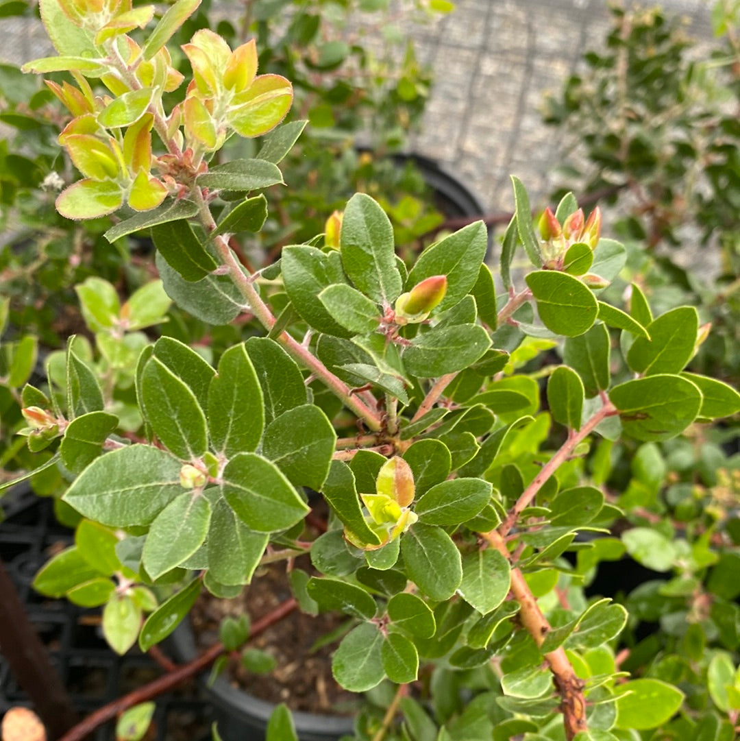 Arctostaphylos 'Sunset' - Sunset Manzanita