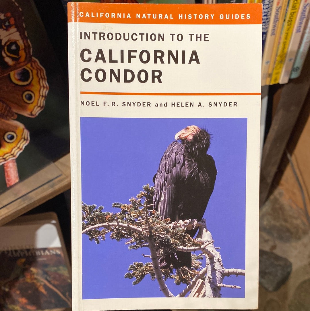 Introduction to the California Condor by Noel F.R. Snyder & Helen A. Snyder