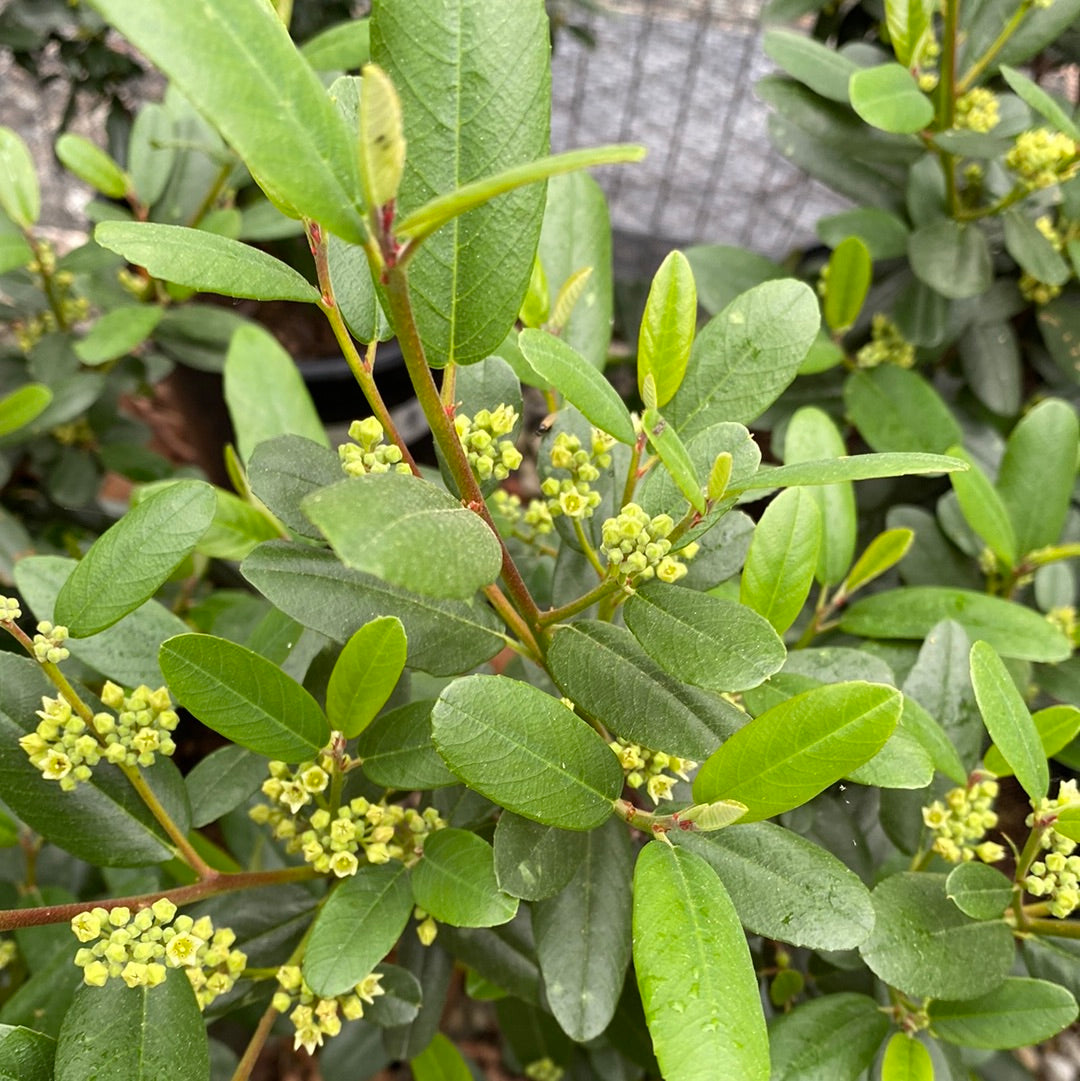 Frangula (Rhamnus) 'Leatherleaf' - Leatherleaf California Coffeeberry
