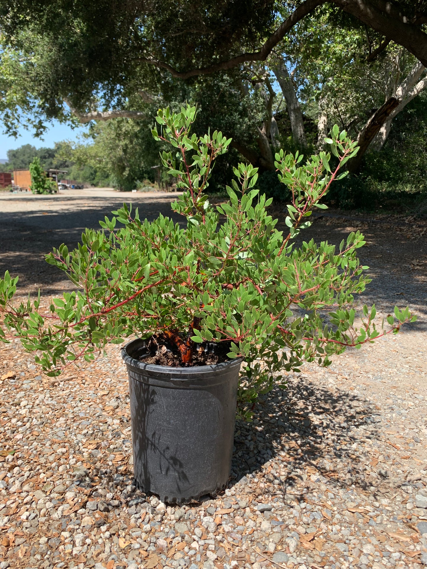 Arctostaphylos densiflora 'Howard McMinn' - Howard McMinn Manzanita