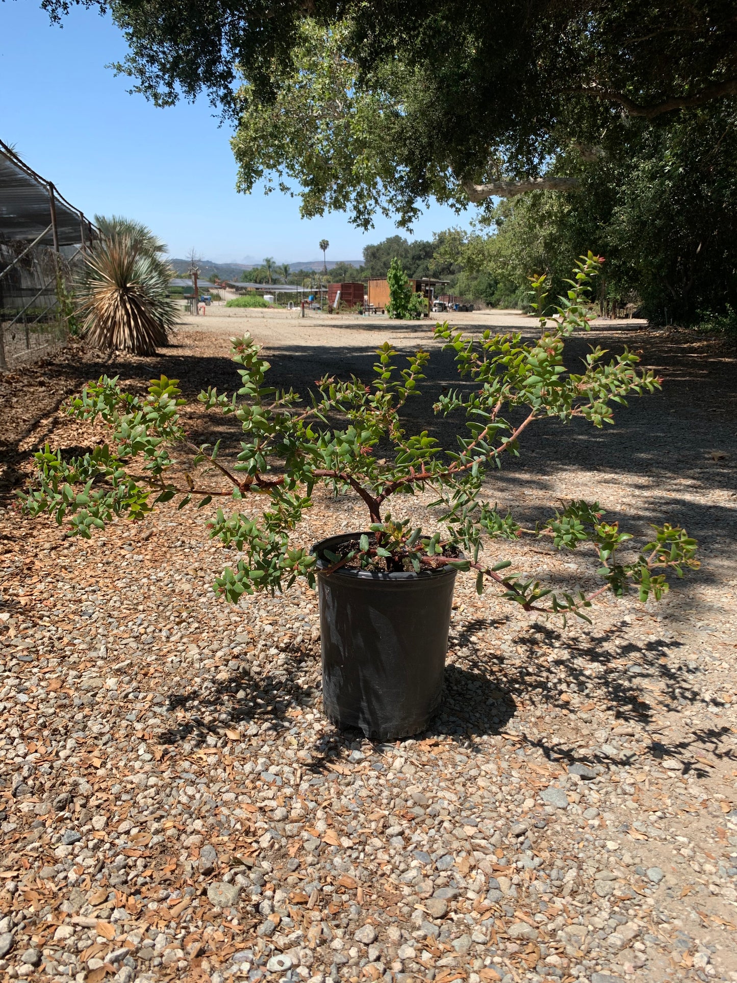 Arctostaphylos pajaroensis 'Paradise' - Paradise Pajaro Manzanita