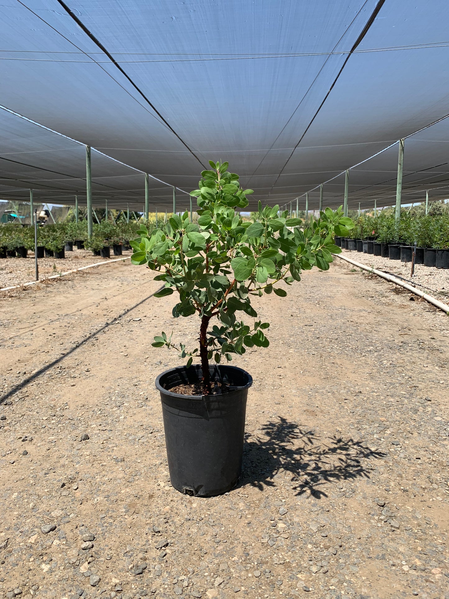 Arctostaphylos manzanita 'Byrd Hill' - Byrd Hill Manzanita