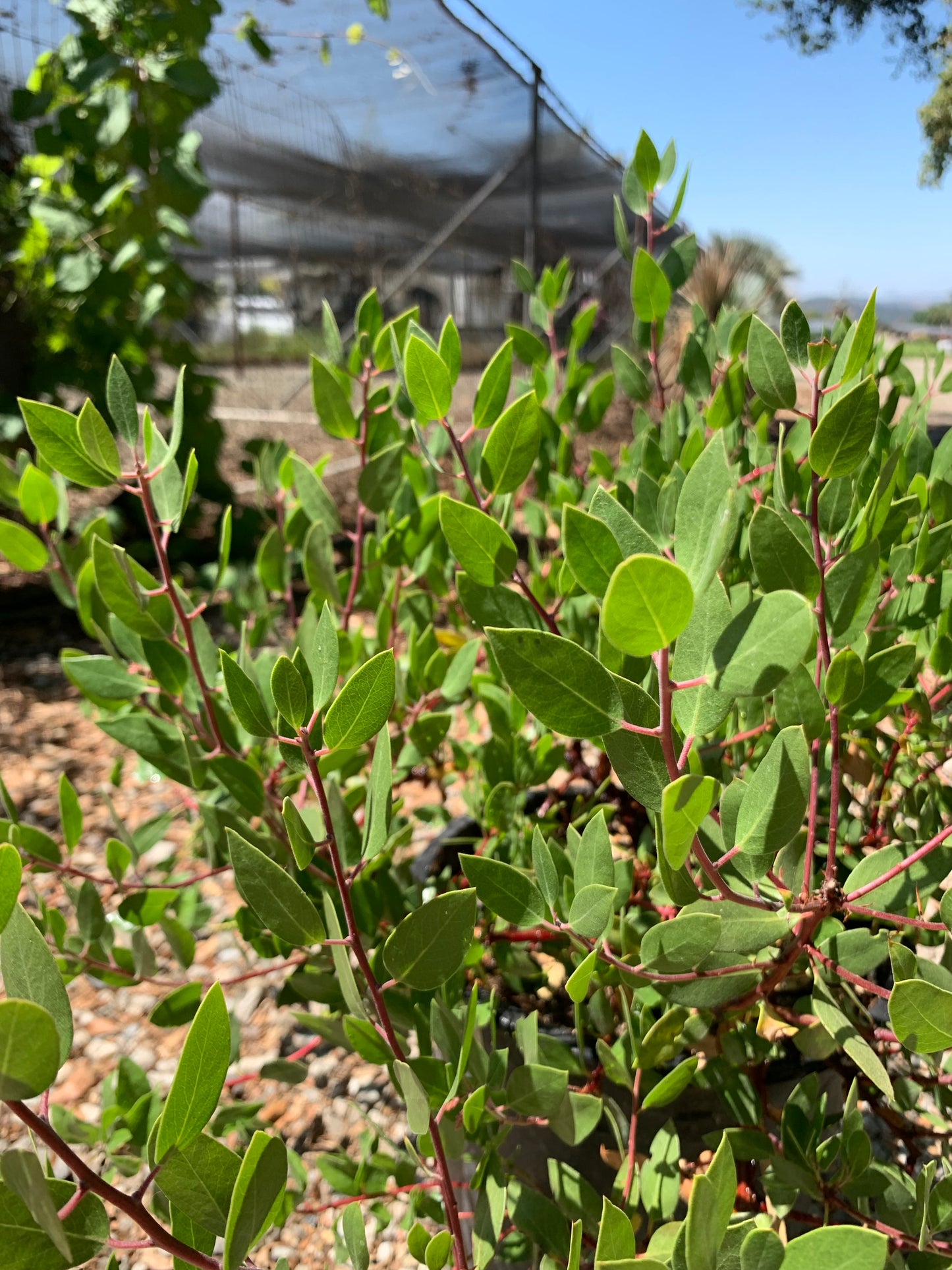 Arctostaphylos densiflora 'Harmony' - Harmony Manzanita