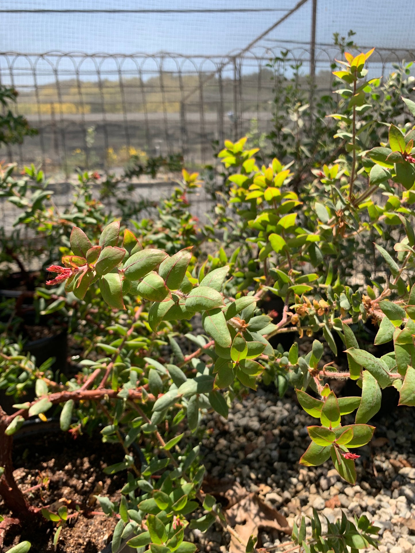 Arctostaphylos pajaroensis 'Paradise' - Paradise Pajaro Manzanita