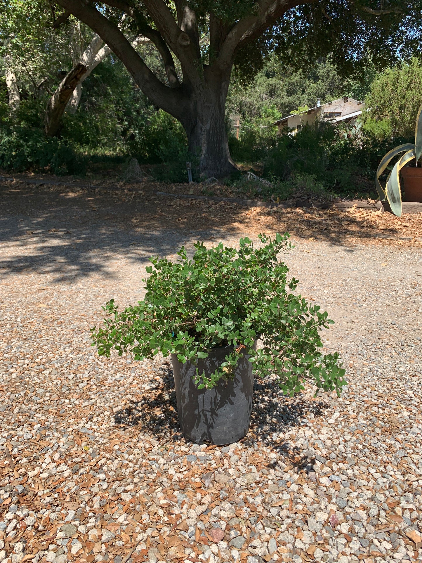 Arctostaphylos 'Sunset' - Sunset Manzanita