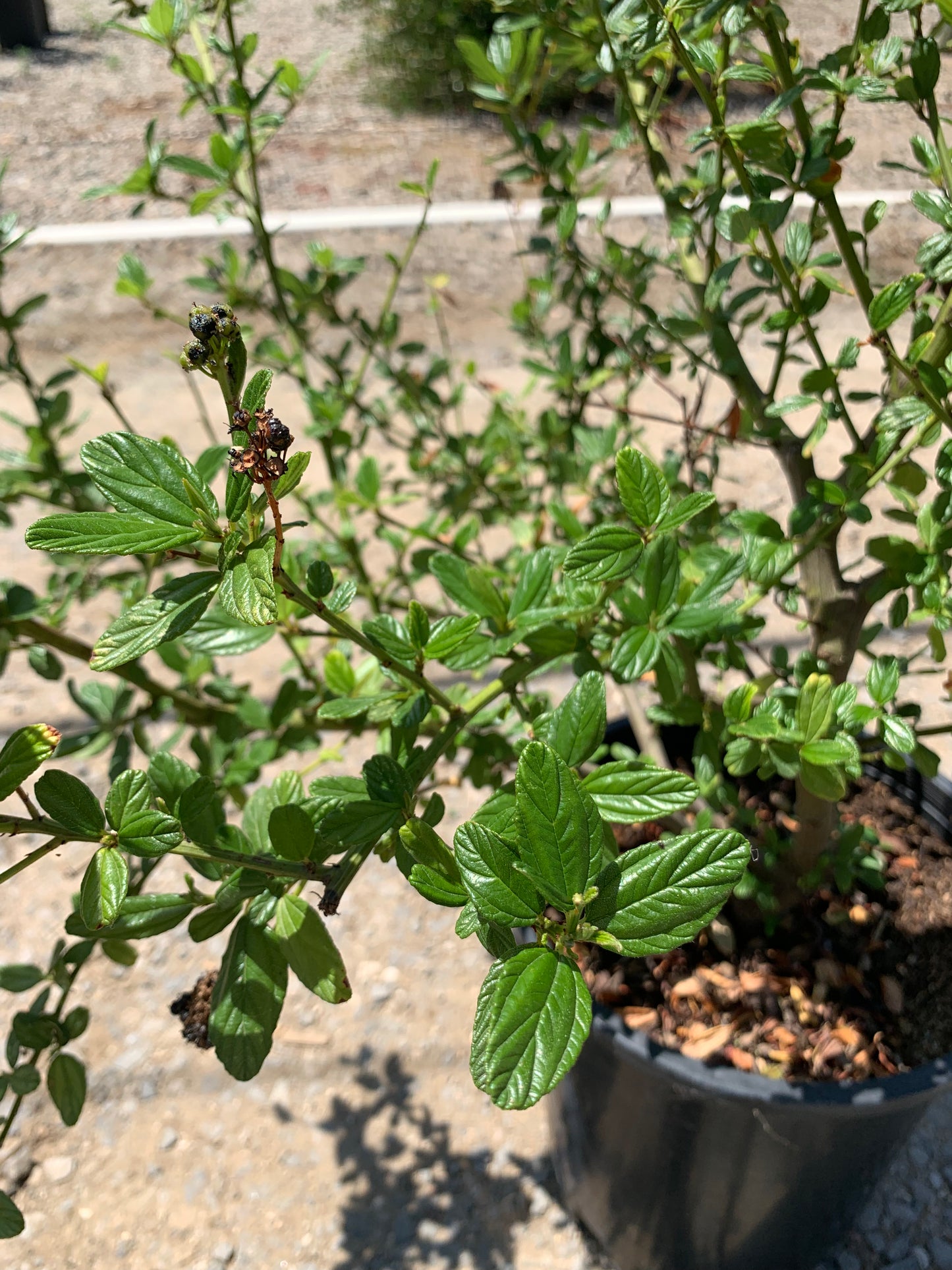 Ceanothus 'Louis Edmunds' - Louis Edmunds California Lilac