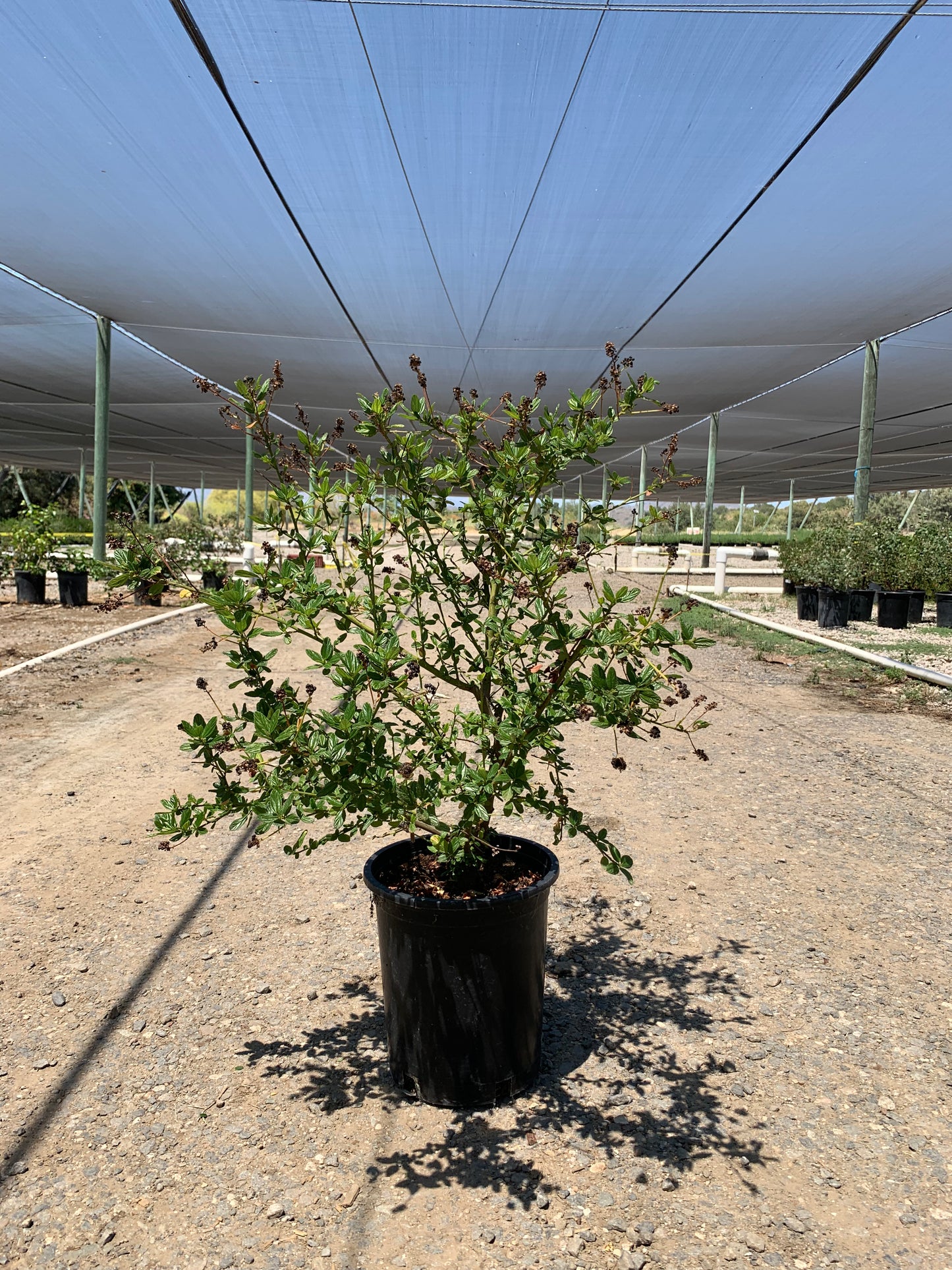 Ceanothus 'Louis Edmunds' - Louis Edmunds California Lilac