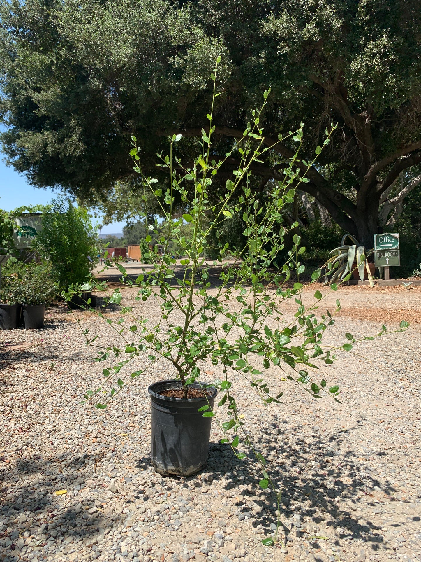 Ceanothus 'Ray Hartman' - Ray Hartman Ceanothus