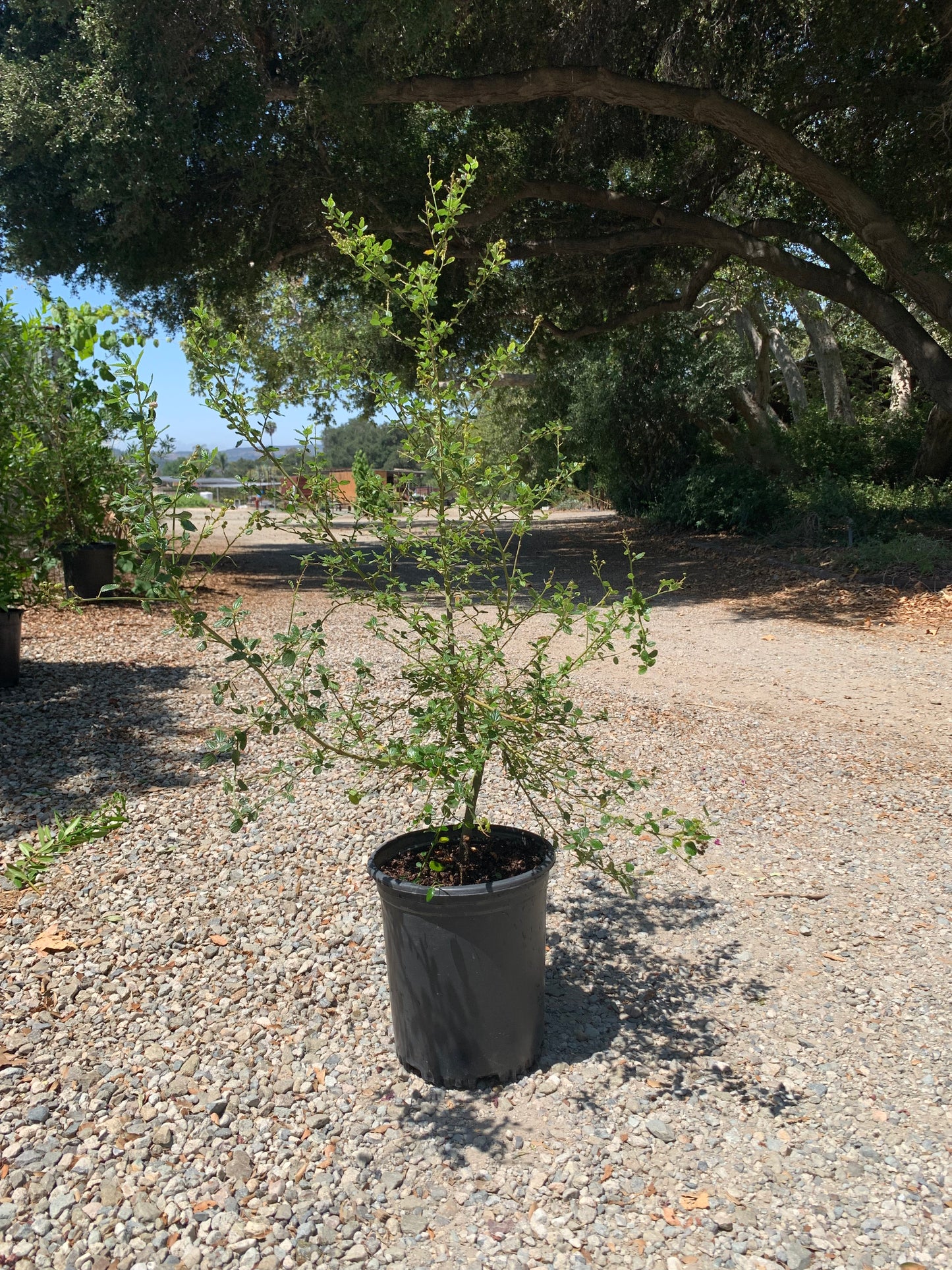 Ceanothus 'Frosty Blue' - Frosty Blue Ceanothus