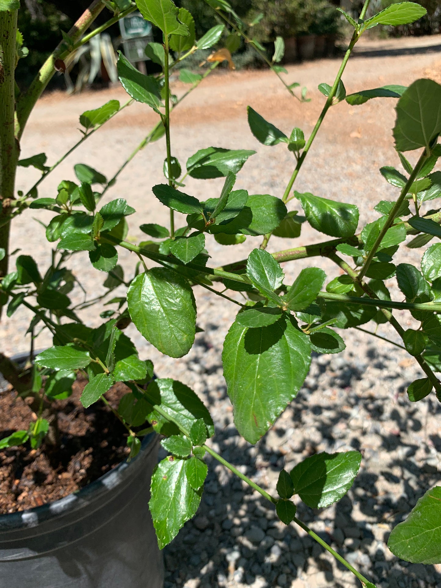 Ceanothus 'Ray Hartman' - Ray Hartman Ceanothus