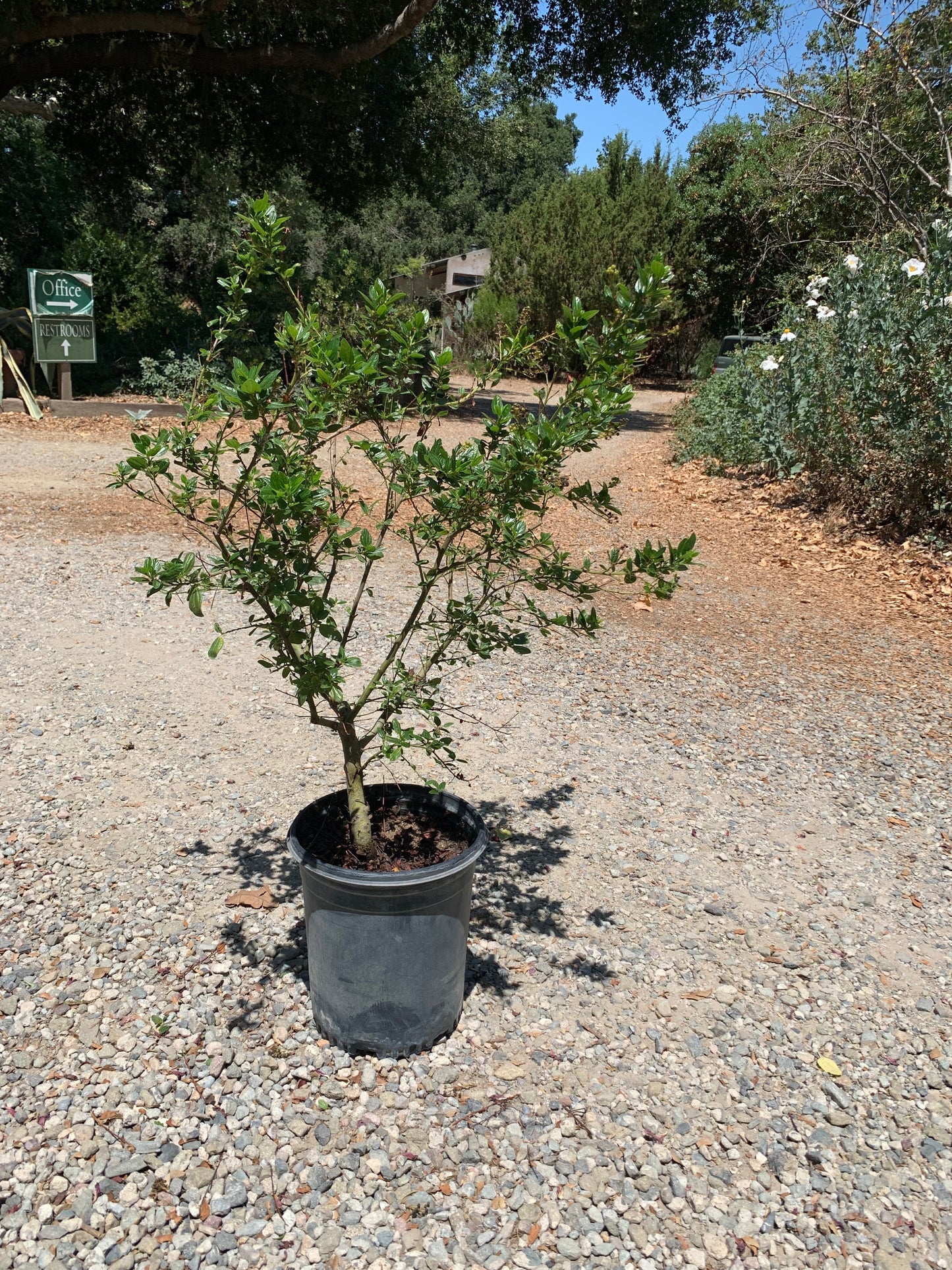 Ceanothus 'Snow Flurry' - Snow Flurry California Lilac