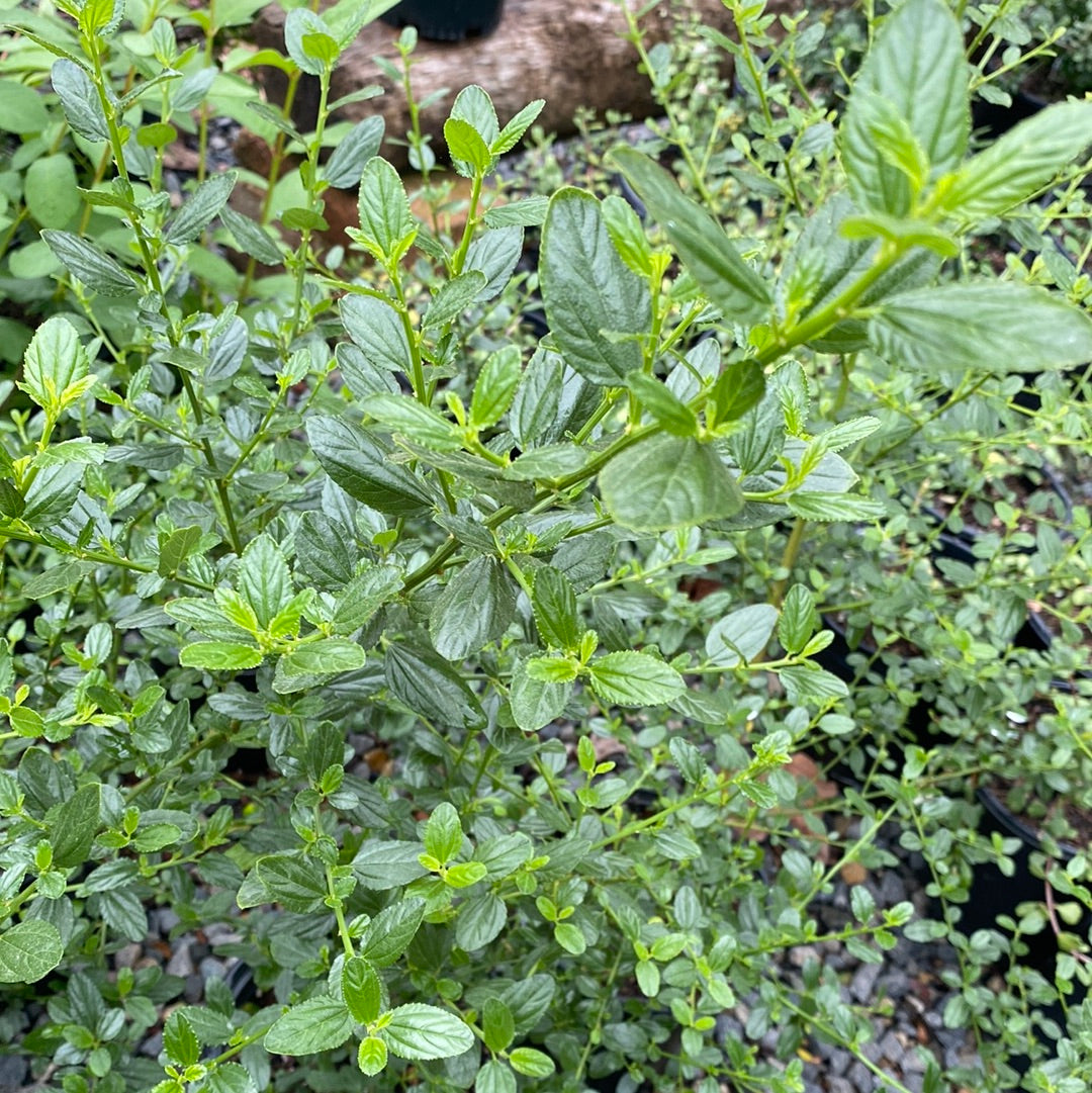 Ceanothus 'Snow Flurry' - Snow Flurry California Lilac