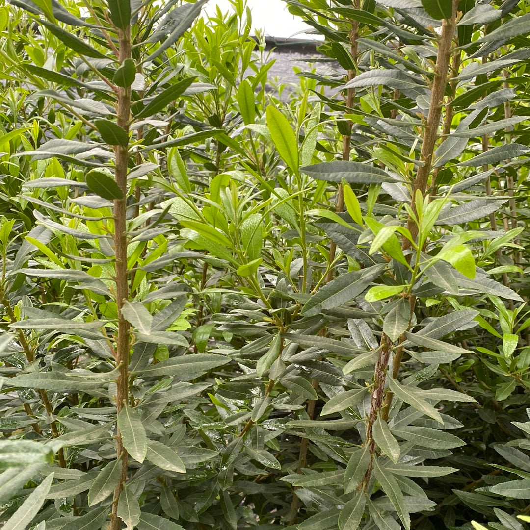 Morella (Myrica) californica - California Wax Myrtle