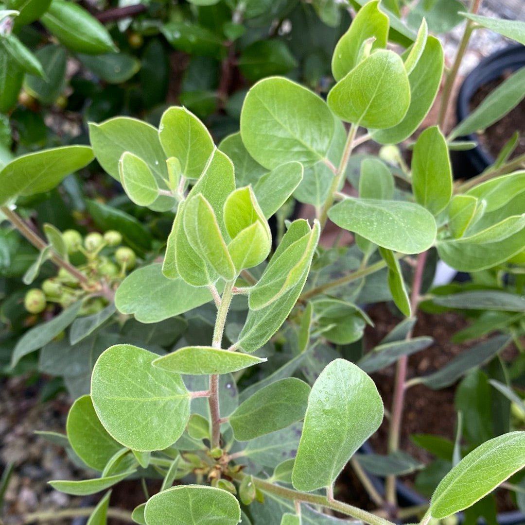 Arctostaphylos manzanita 'Byrd Hill' - Byrd Hill Manzanita