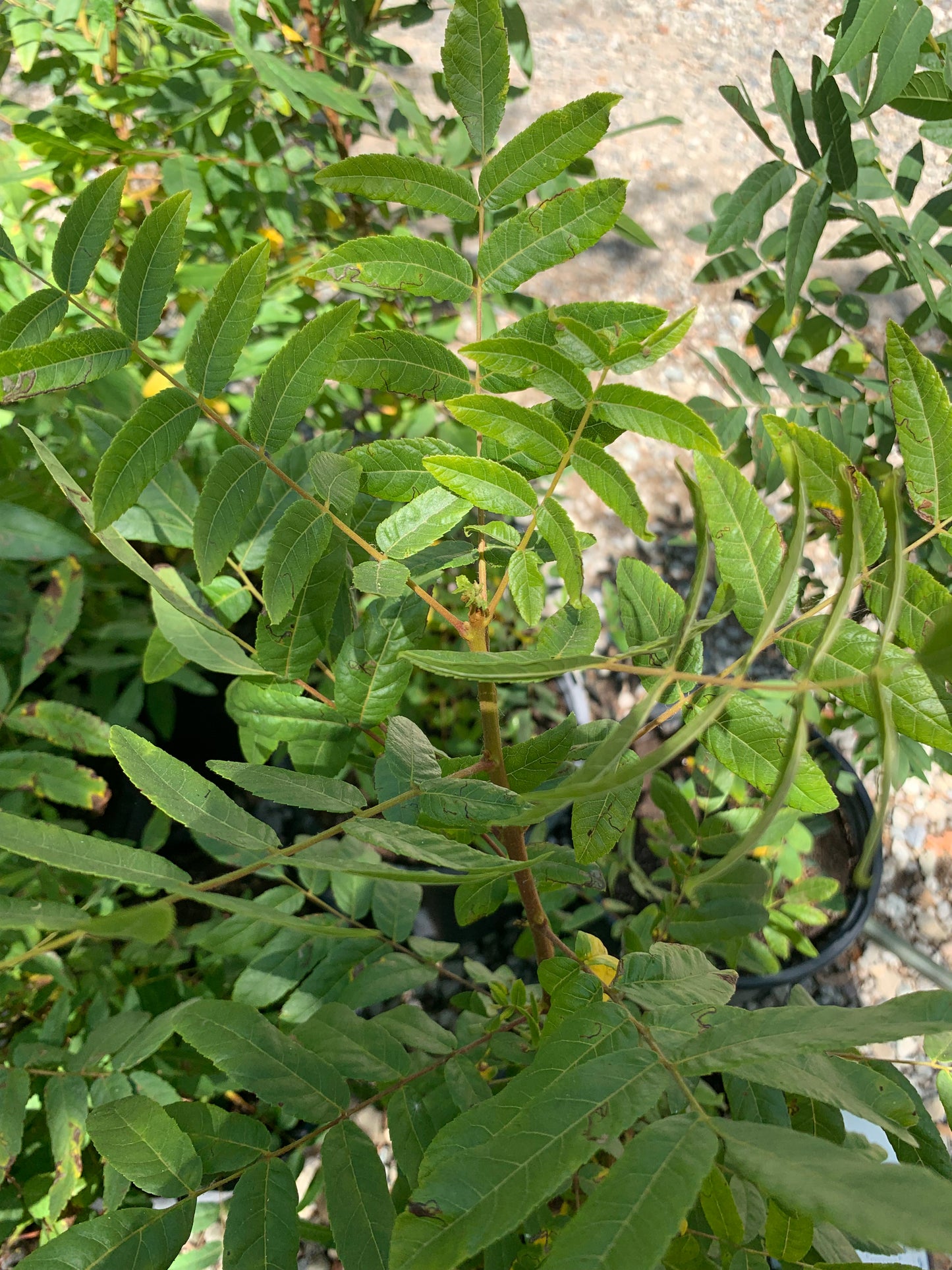 Juglans californica - Southern California Black Walnut