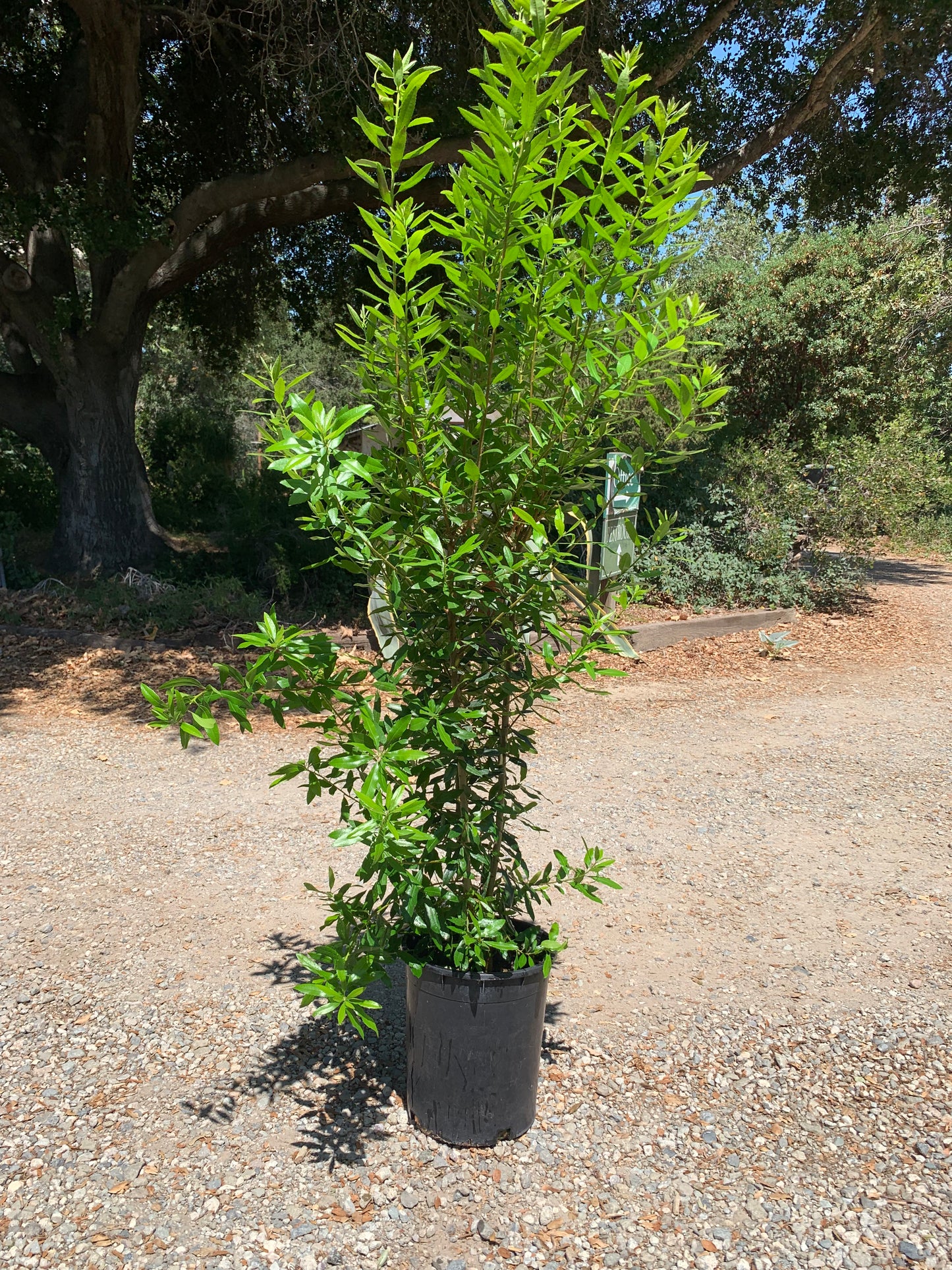 Morella (Myrica) californica - California Wax Myrtle