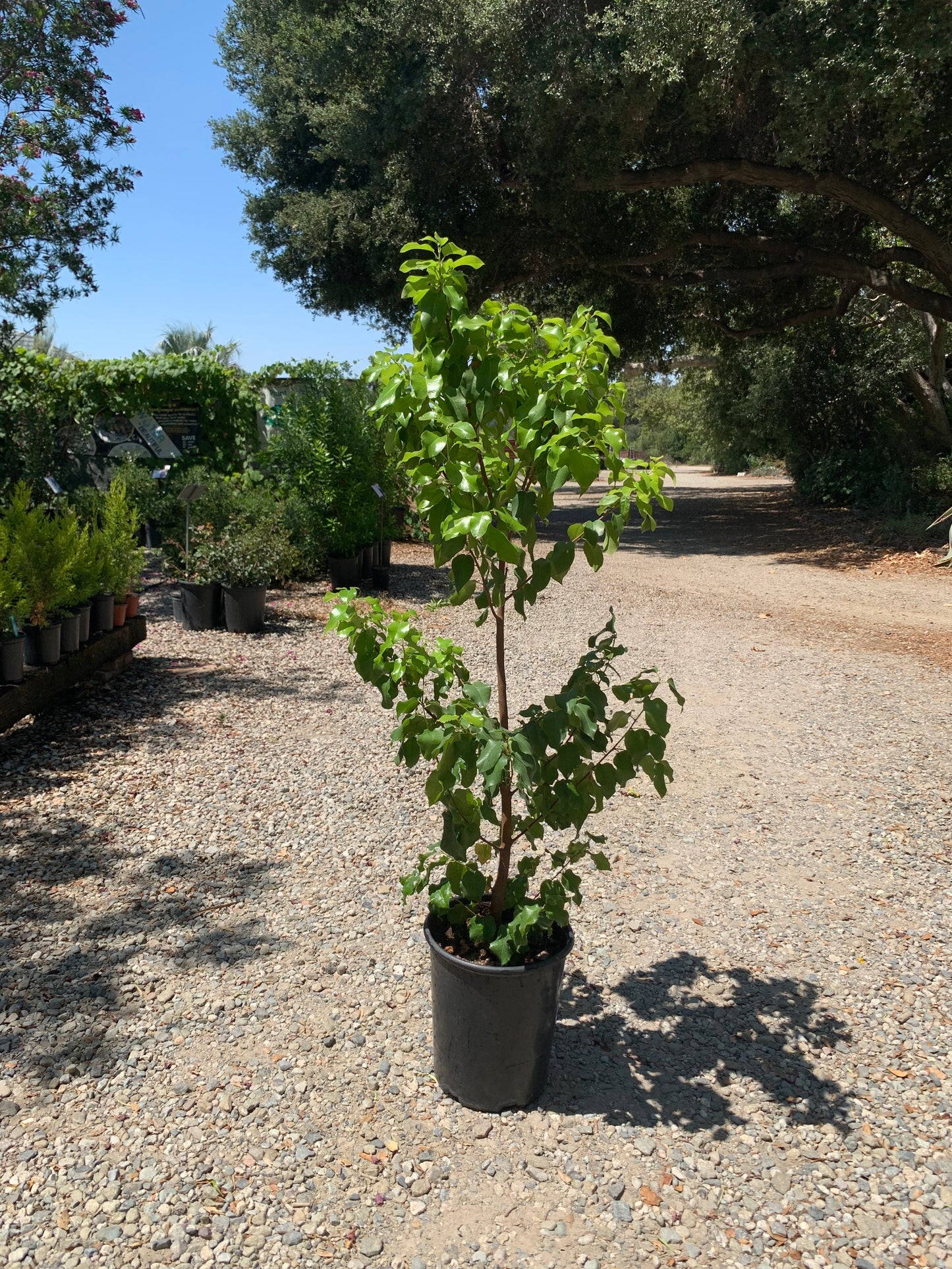 Prunus lyonii - Catalina Cherry