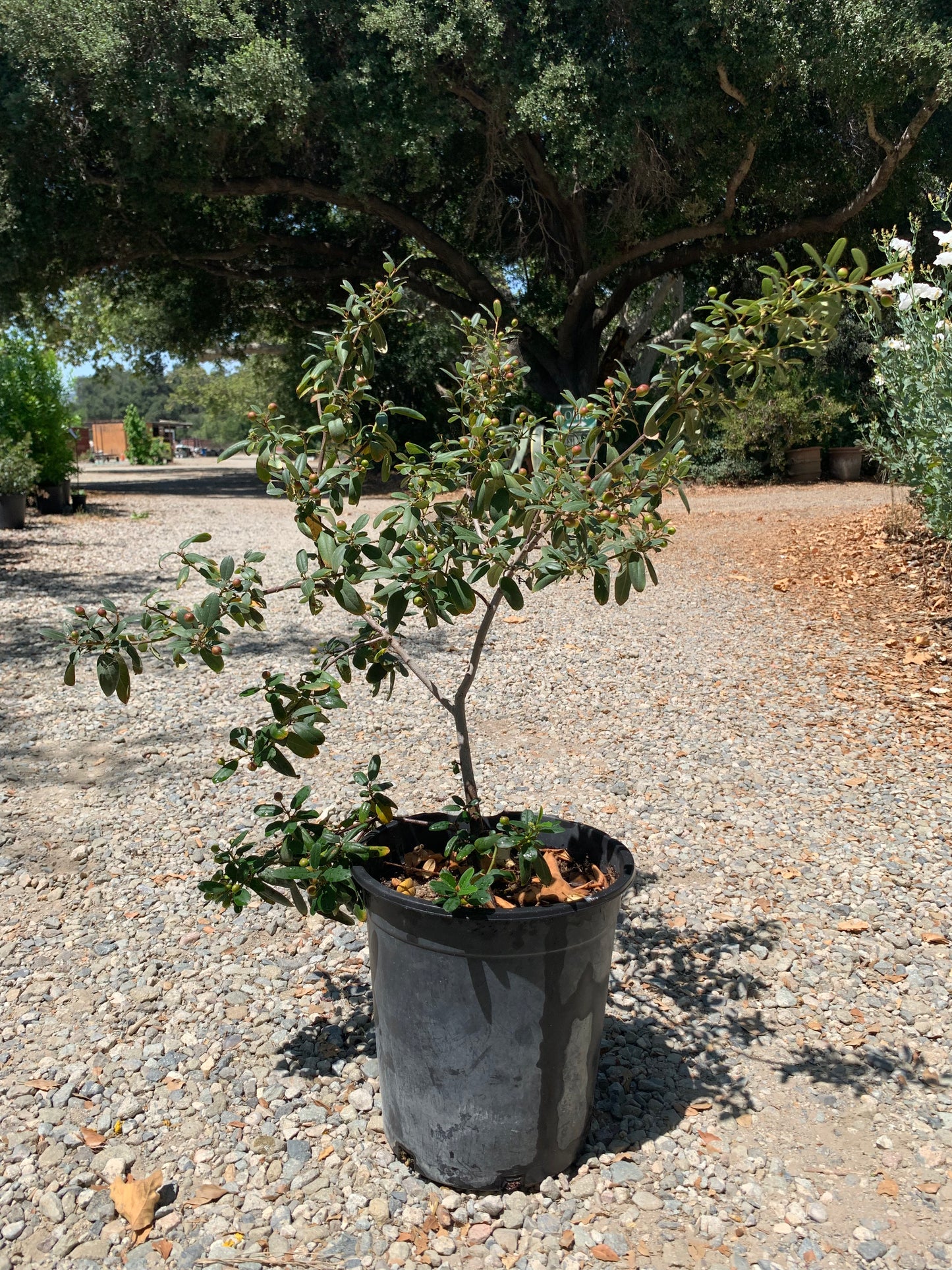 Frangula (Rhamnus) 'Leatherleaf' - Leatherleaf California Coffeeberry