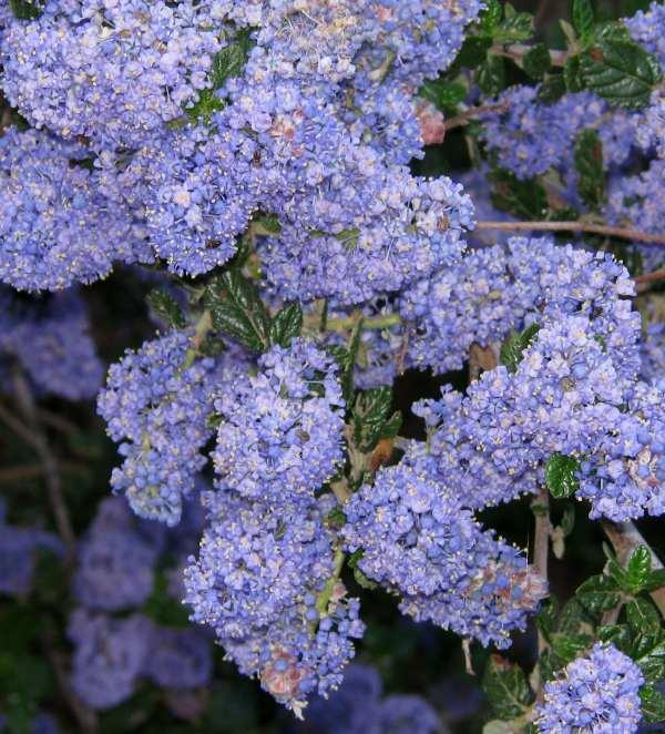 Ceanothus 'Frosty Blue' - Frosty Blue Ceanothus