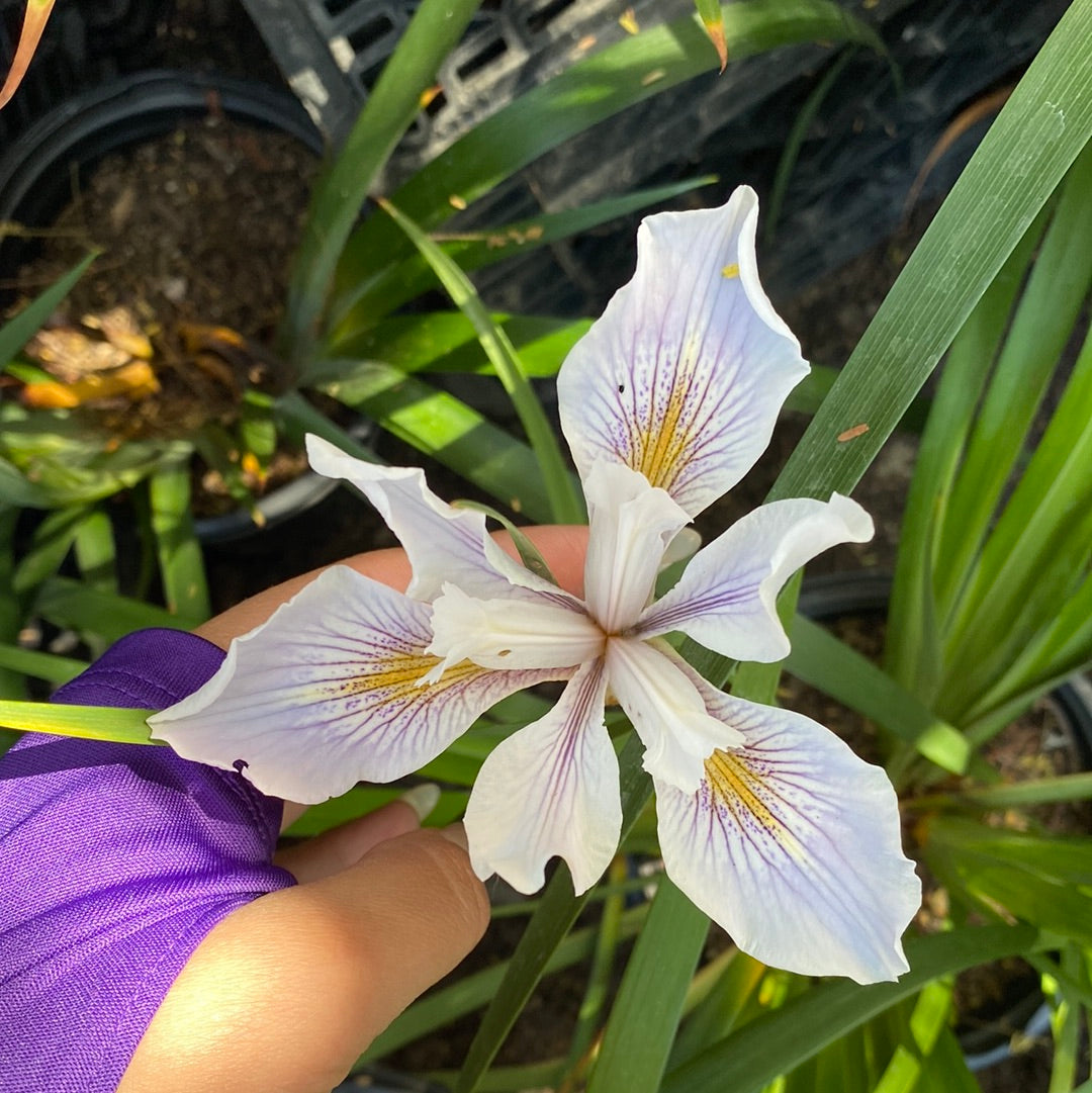 Iris 'Pacific Coast Hybrids' SEED
