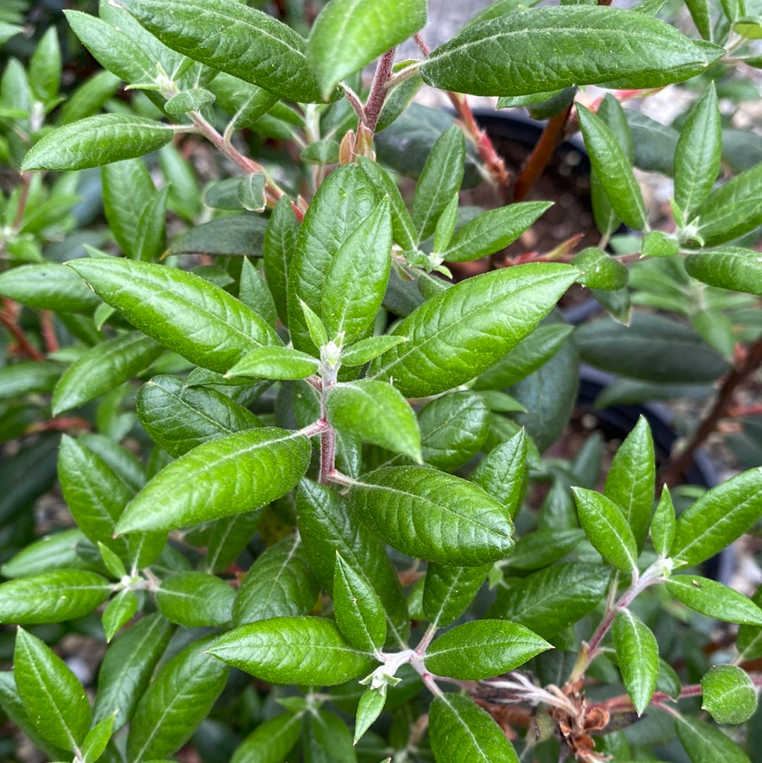 Xylococcus bicolor - Mission Manzanita
