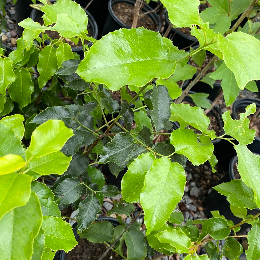 Prunus lyonii - Catalina Cherry