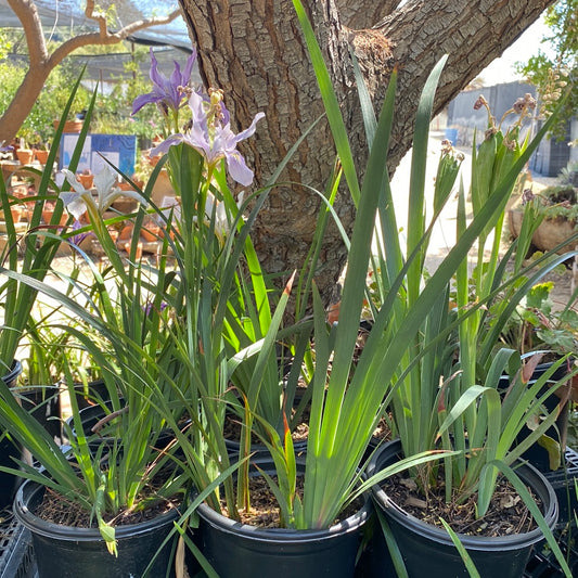 Iris 'Pacific Coast Hybrids' SEED