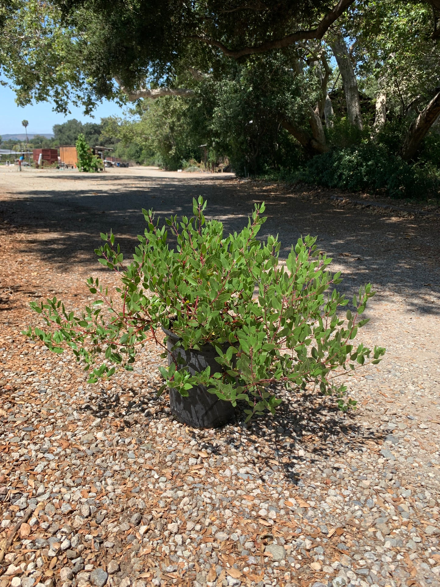 Arctostaphylos densiflora 'Harmony' - Harmony Manzanita