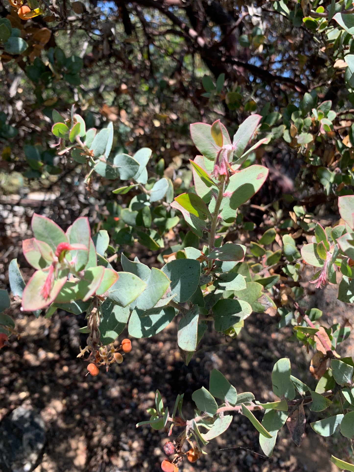 Arctostaphylos 'Lester Rowntree' - Lester Rowntree Manzanita