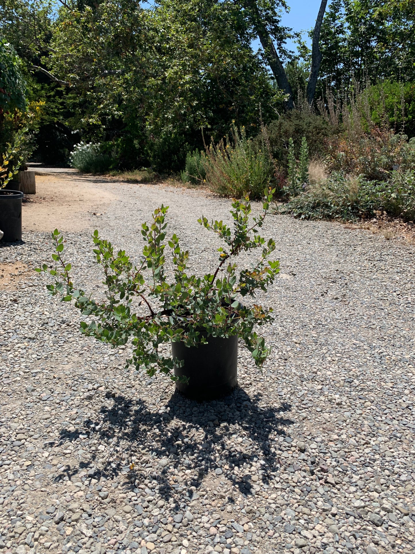 Arctostaphylos 'Lester Rowntree' - Lester Rowntree Manzanita