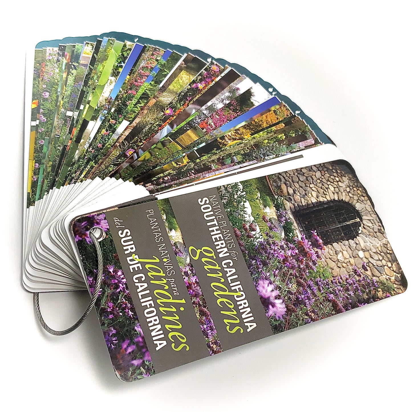 Native Plants for So Cal Gardens Flashcards