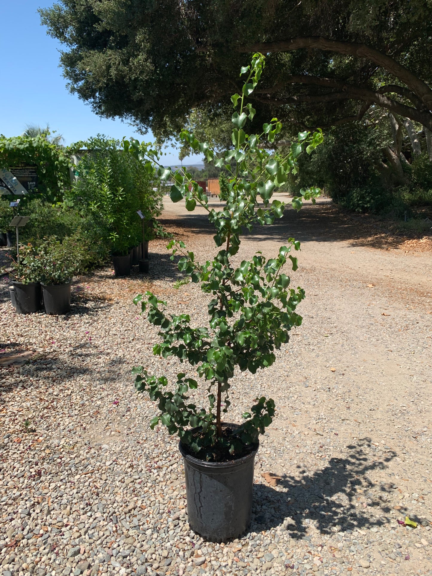 Prunus ilicifolia - Hollyleaf Cherry