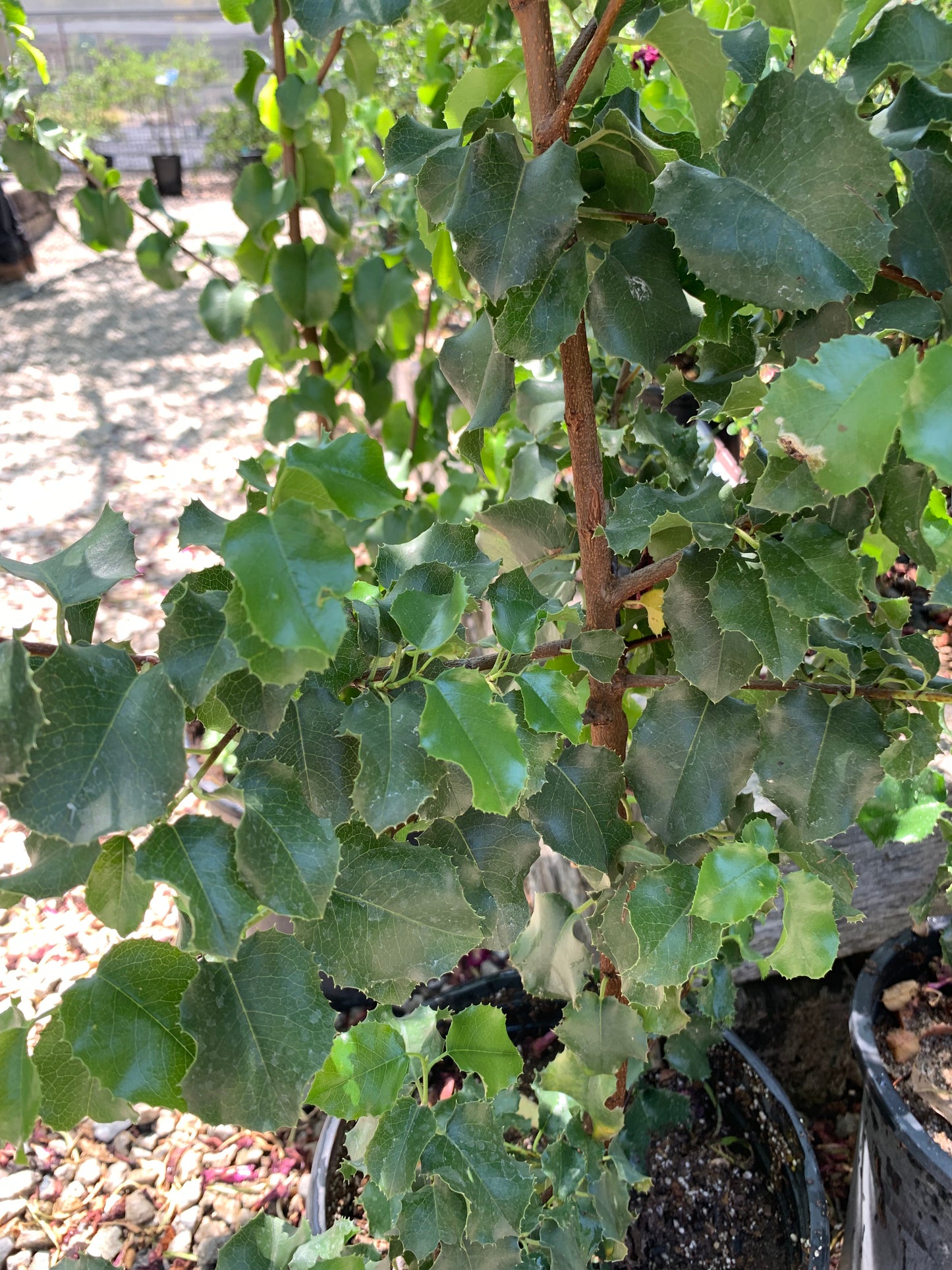 Prunus ilicifolia - Hollyleaf Cherry