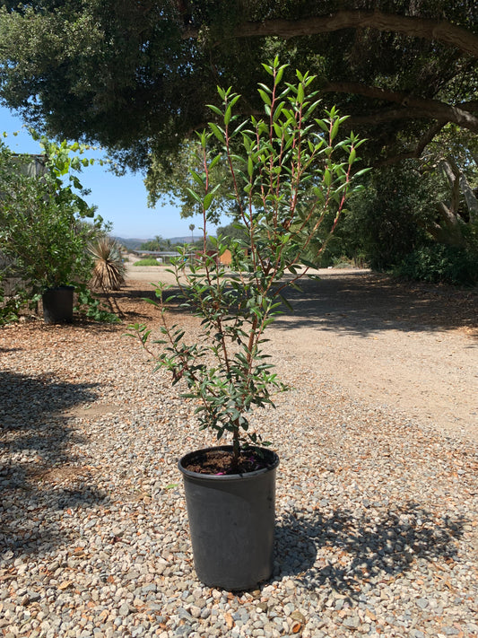 Xylococcus bicolor - Mission Manzanita